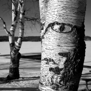 White birch tree close up