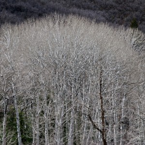 White Birch Tree Tops against the night sky