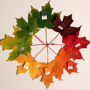 Maple leaves in various fall colors