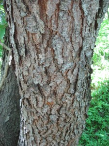 shuffleboardmccluretables_know-your-hardwood-trees-6-225x300 Know Your Hardwood Trees