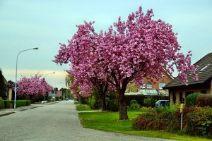 Black Cherry Tree Blossoms