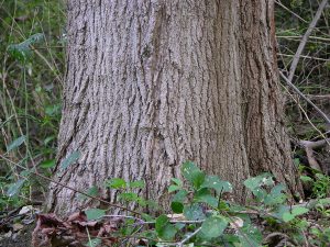 Sugar or Hard Maple